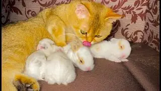 Cat takes care of a baby bunnies