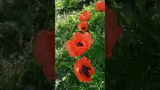 хэерле иртэ,жэйнен рэхэт коннэре бн!☀️🌺🌼🌺