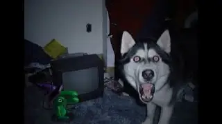 CUTE DOG - Smile Dog VS Glep | K.Y Productions