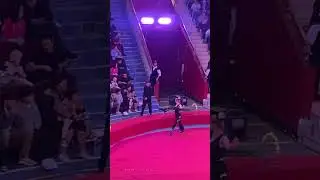 Павлин дрессированный