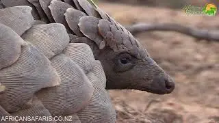 World Pangolin Day (2021)