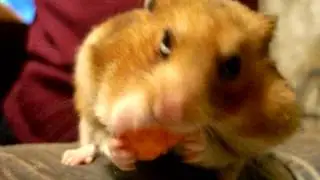 Хомяк ест морковь \ Hamster eats carrots