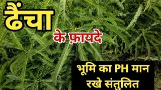 Green Manure Saved the Fields 👍 Dhaincha Farming 👍 Cheap Green Manure 👍 How and When to Grow Dhai...