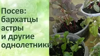 Посев однолетних цветов на рассаду