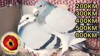 Racer Pigeon Race 2023 || Kalapati || Racing Pigeons