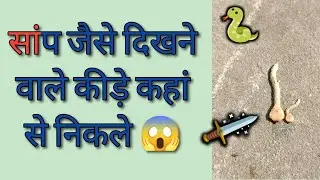 सांप जैसे दिखने वाले छोटे कीड़े कहां से निकले 😱 कार्य तो बहुत ही खतरनाक करते हैं यह 😳
