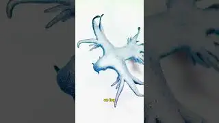 Never EVER touch this RARE OCEAN ANIMAL!