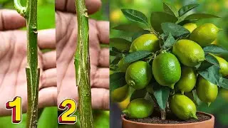 Whip and Tongue Grafting on a Lemon Tree! Grafting technique of lemon tree for beginners