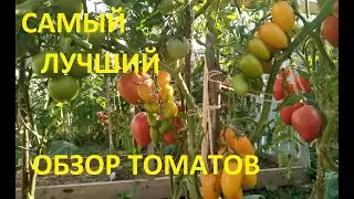 Самый интересный обзор о томатах нашего канала!