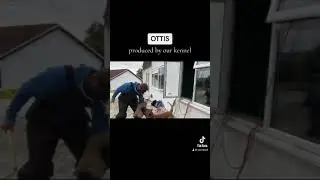 Antidot de Varro Bull aka Ottis