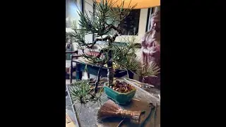 Patricia O'Connor, The Bonsai Balcony: Literati Explained.