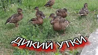 Дикий утки 🦆