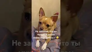 Чихуахуа #приколы #чихуахуа #собака #dog #приколысживотными #shortsvideo #shortvideo