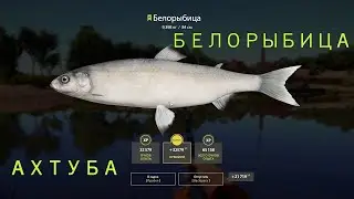 Русская рыбалка 4 Белорыбица точка и сборка . Река Ахтуба.