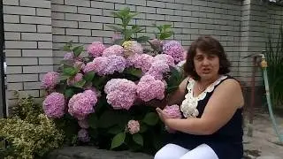 КАК ДОБИТЬСЯ ШИКАРНОГО  ЦВЕТЕНИЯ ГОРТЕНЗИИ.