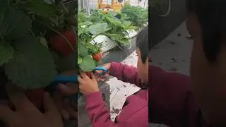 Indoor Strawberry Farm Organic Agricultural