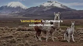 Things You Didn't Know About Llamas