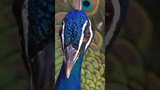 Peafowl#peacock#birds #nature #shorts #youtubeshorts #trending #viralvideo #shortsfeed