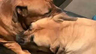 Boerboel Mischief #shortvideo #trending #doglover #boerboel