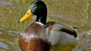 Tiere am See
