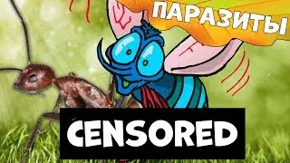 Паразиты в муравьиных матках lasius niger. Они убивают маток изнутри.