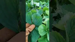 Обрезать листья у клубники или нет?🤔