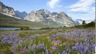 ENYA   Wild flowers of the mountains