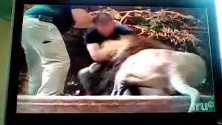 lion attacks trainer 2