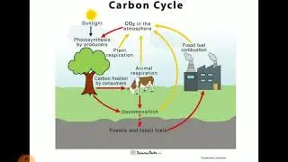 Explain Carbon cycle in easy way