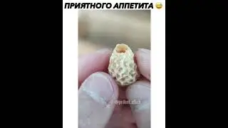 бджолинная матка, как правильно уберать и кушать / bjolin uterus, how to clean and eat properly