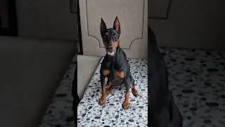 Tatapan Anjing Mau Gigit