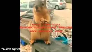 белка чечен прикол