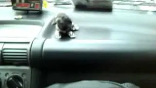 Tinha um cachorro no táxi...