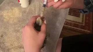 baby cockatiel feeding time