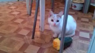 Белый Котик ест КАБАЧОК!!!