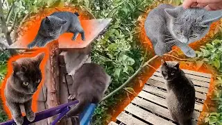 Британские коты и кошки. Как коты проводят время