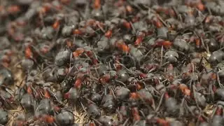 Ants Motion On Anthill. Stock Footage