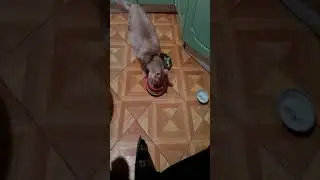 18 ноября 2017 г.