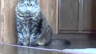 2 Cats One Camera