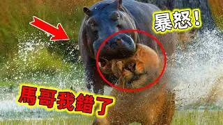 河馬攻擊敵人的8個名場面｜原來老實巴交的河馬發飆起來堪稱無敵#河馬獵殺名場面 #河馬 #河馬對戰 #動物解說 #動物世界 #世界之最 #老王看世界