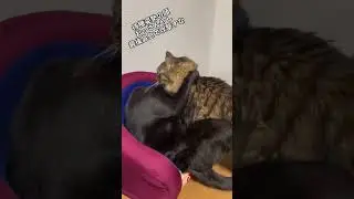 Наконец-то оригинал того самого видео! Черный Кот смотрит с потухшим взглядом фулл