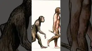 Human evolution 🧬