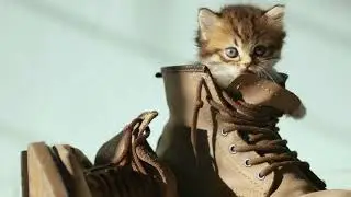 Cute Sweetie Cat Royalty Free Video 4K (Creative Commons)
