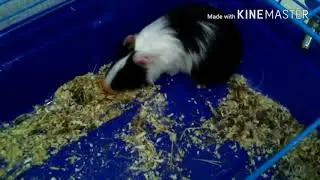 Морская свинка Момо 🐹 - Мега свинья ( Марьяна Ро - Мега звезда )