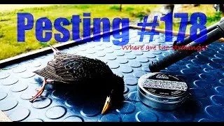 Starlings Missing In Action
