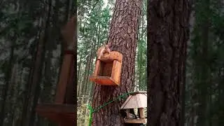 Белочки)