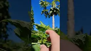 Edible Chayote leaves suited for stir-frying 