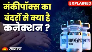 Monkey pox का बंदरों से क्या है कनेक्शन, क्या वाकई में इनसे फैल रही बीमारी? Mpox case in India