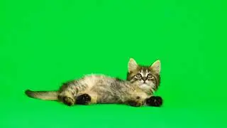 Green Screen Cat 🐈 Cat Green Screen Video 1