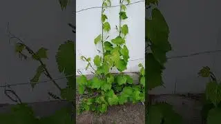 Самый выносливый сорт винограда в мире 🍇